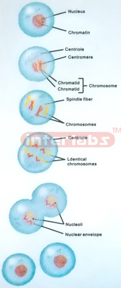 HANGING HUMAN CHANGING AND DEMONSTRATING MODEL OF CHROMOSOME